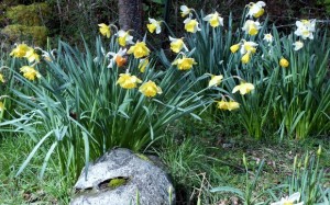 daffodils 009 (580x363)